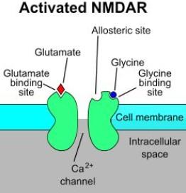 OVLIVNĚNÍ RECEPTORŮ NMDA INHIBITOR INOTROPNÍHO GLUTAMÁTOVÉHO RECEPTORU NMDA (NMETYL D-ASPARTÁT) MEMANTIN BLOKUJE