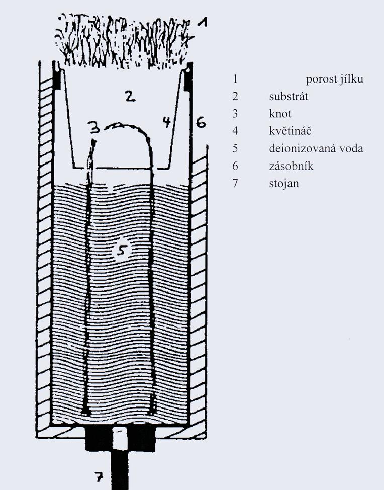 Jílek mnohokvětý - standardizovaná kultura - předpěstování 5 týdnů - jednotný substrát - výsevek