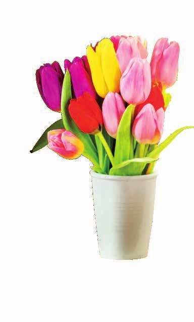 119,90-16 % Tulipány