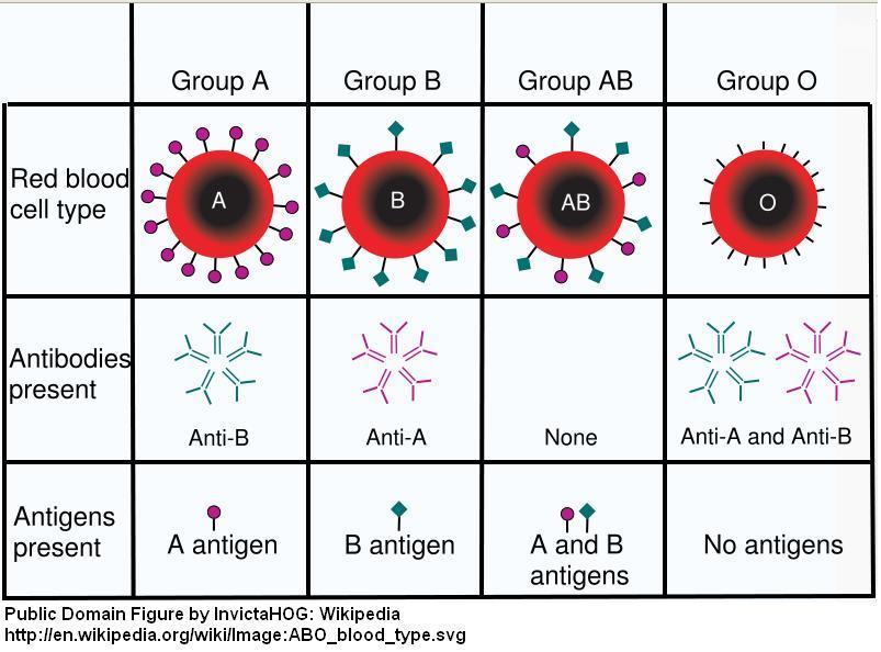 AB0 systém Skupiny A B AB 0 Ab anti-b anti-a žádná