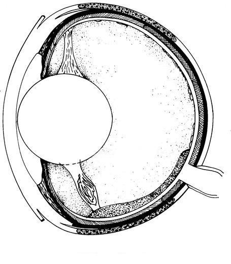 Stavba rybího oka Závěsný vaz Čočky Iris (duhovka) Cornea (rohovka) Lens (čočka) Musculus retractor lentis Chrupavka Sclera