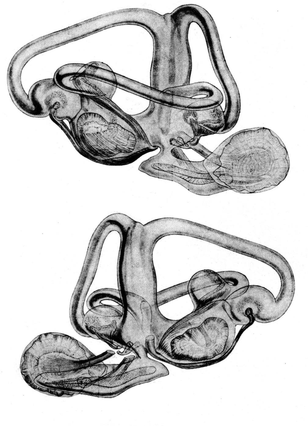 Blanitý labyrint střevle potoční Cannales semicirculares (polokruhové kanálky) Crus communae Cristae