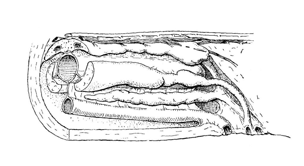 Kaudální část tělní dutiny štiky obecné Aorta dorsalis Vena caudalis ledviny (mesonephoros)