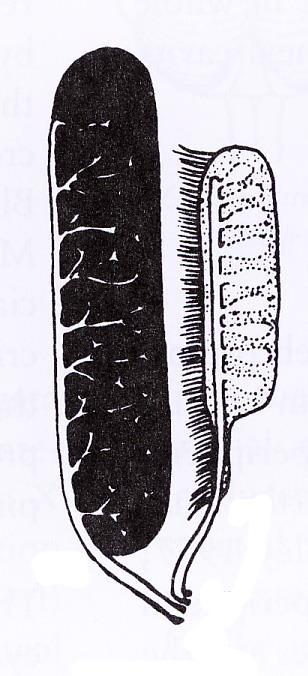 2 5 7 Acipenseridae Teleostei