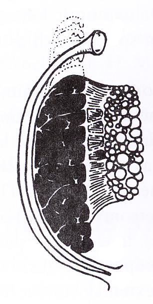 ledvina 1 ductuli efferentes 4 - kloaka 7