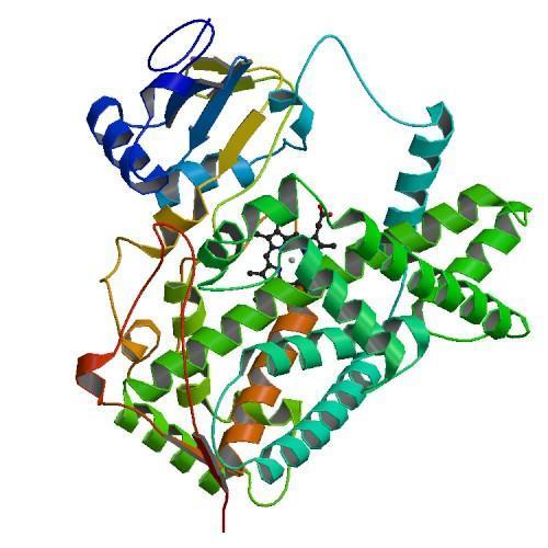 Obr. 2: Struktura králičího mikrosomálního CYP2B4 vyřešená krystalograficky. Převzato z [17]. 1.1.1.2. Reakce cytochromu P450 Cytochromy P450 se podílí zejména na první fázi biotransformace xenobiotik, ale přeměňují i endogenní látky.