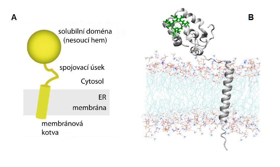 Obr. 6: Membránová topologie a struktura cytochromu b5. A Topologie. Převzato z [8] a upraveno, B Struktura králičího cyt b5 zjištěná pomocí metody NMR. Hem vyznačen zeleně.