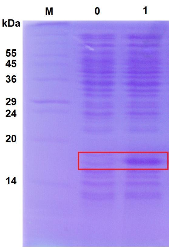 Obr. 13: Elektroforetická separace bakteriální suspenze před a po produkci foto-cyt b5. 15 % polyakrylamidový gel v prostředí SDS. Nanášené vzorky: po 20 μl, 6,75x koncentrované.