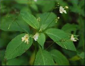 1.1. Studovaný druh - netýkavka malokvětá (Impatiens parviflora DC.) 1.1.1. Popis rodu Netýkavka malokvětá (Impatiens parviflora DC.) je jednoletá bylina z čeledi netýkavkovité (Balsaminaceae).