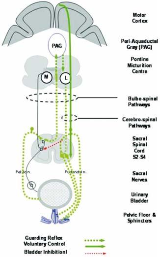 Obrázek 5 Schematické znázornění ochranného inhibičního reflexu (Fowler, 2006) Překlad použitých výrazů: motor cortex motorický cortex; PAG periaquaductal grey substantia grisea centralis; pontinne