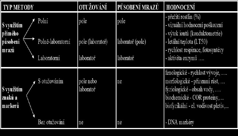lokalita jejich pěstování umožní získat toto rozlišení řepek během zimy.
