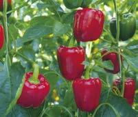Papriky pro pěstování v nádobách Papriky nevyžadují takovou péči jako
