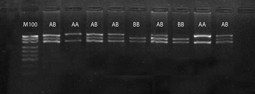 Obr. 1: Výsledek štěpení enzymem DdeI 1 2 3 4 5 6 7 8 9 10 1. puc19 DNA / MspI marker o délkách 501/489, 404, 331, 242, 190, 147, 111/110 a 67 bp; 2-10 naštěpené PCR produkty Tab.