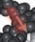 β-glukany