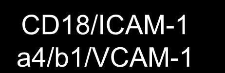 L-selectin CD18/ICAM-1