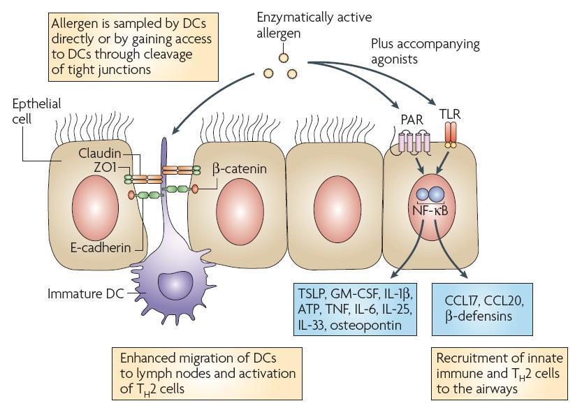 Interakce mezi epiteliálními a dendritickými buňkami v dýchacích cestách CCL, CC-chemokine ligand; GM-CSF, granulocyte/macrophage colonystimulating