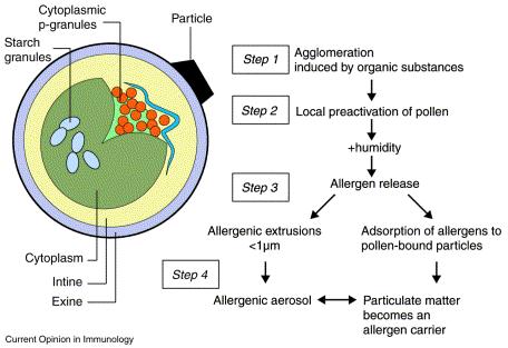 Možné mechanizmy tvorby aerosolu obsahujícího alergeny Schéma pylového zrna s