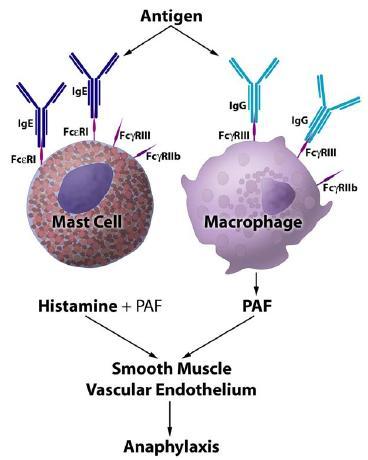 Mechanismy systémové anafylaxe u člověka a v experimentu 1. Interakce IgE a FcεRI na mastocytech 2. Interakce s IgG FcγRIII na makrofázích 3.