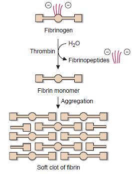 Fibrinogen Koncentrace 1,5-4,5 g/l Vytváří peak mezi b a g globuliny Symetrický