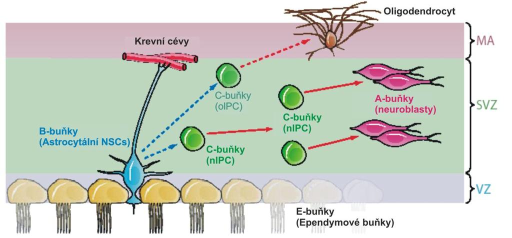 a z NG2-glií, které tvoří přibliţně 5% populace gliových buněk. Zajímavé je, ţe z NG2-glií mohou vznikat i protoplazmatické astrocyty a zřejmě i neurony (viz kapitola 2.3.3.).