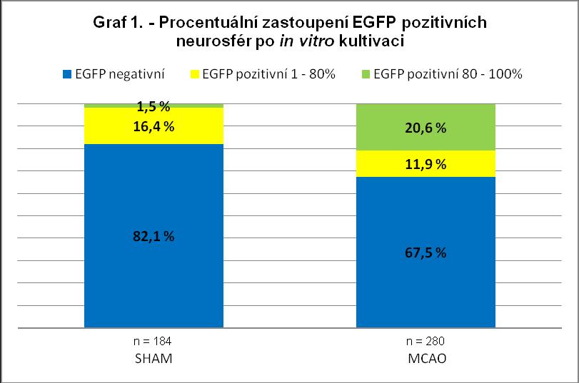 5.2.4. Změna velikosti neurosfér po MCAO Pro zjištění vlivu MCAO na velikost neurosfér byly pouţity neurosféry z předchozího experimentu tj.