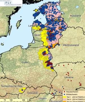 Očekávaný vývoj v EU Obavy z rozšíření AMP po Evropě Slabé euro vliv na konkurenci EU na světovém trhu Vysoká nabídka USA (vysoké stavy prasat) Mírný pokles nabídky jatečných prasat na vnitřním trhu