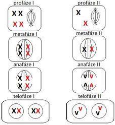 ské gamety byly neredukované a otcovské redukované. Mechanismy formace polyploidů však stále potřebují podrobnější výzkum. (Ramsey & Shemske, 1998) 2.