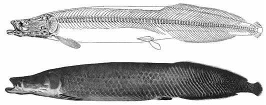 zmíním na konci tohoto seriálu. Pro úplnost je třeba dodat, že se můžeme setkat i s názvem čeledi Arapaimatidae, které je však neplatné.
