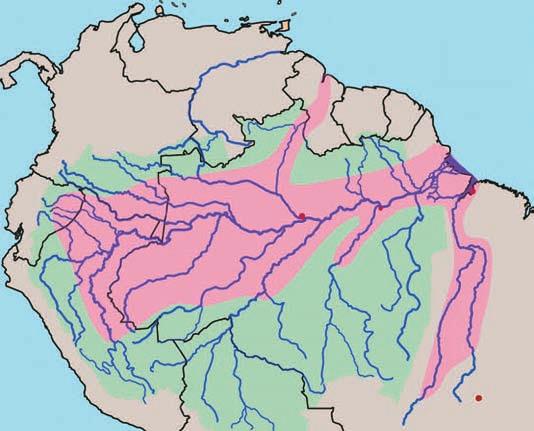 Kolumbie Venezuela Orinoko Guyana Essequibo oblast Amazonie areál rodu Arapaima Francouzská Guyana a b e Ekvádor Negro Amazonka Japurá Putamayo Solimões Manaus Santarém Juruá Purus Madeira Brazílie