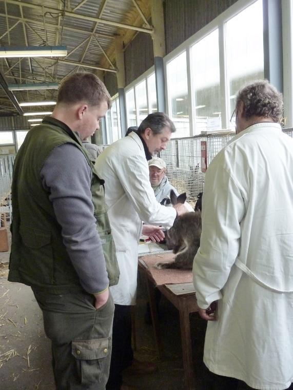 Z celobarevných jsou nejrozšířenější BO černí. Jedná se převážně o kvalitní zvířata s nejčastějšími vadami v srsti a barvě. Mírná rez a ojedinělé bílé chloupky jsou, bohužel, velmi zřetelné.
