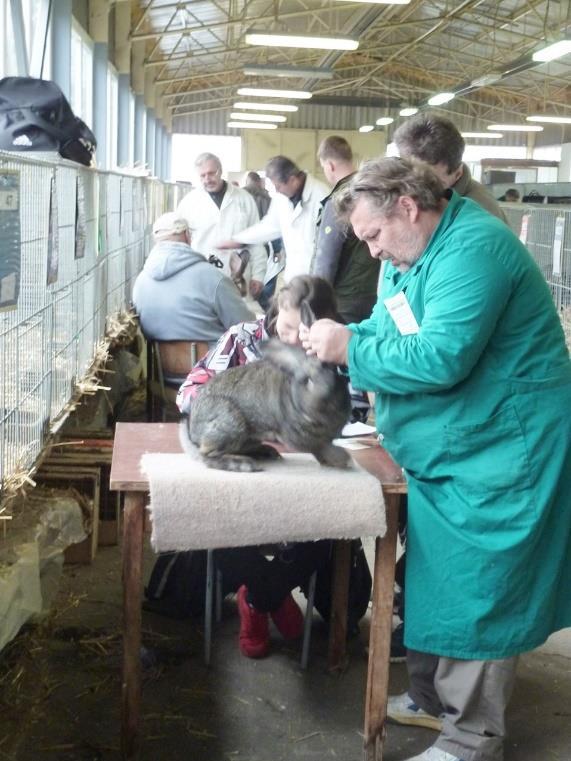 Část předvedených zvířat v letošním výstavním roce byla mladá, dosud ne plně vyvinutá a proto se mohla expozice černých, například na speciálce, zdát podhodnocená.