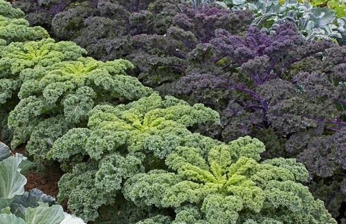 KADEŘÁVEK FIALOVÝ momentálně nemáme Kapusta kadeřavá, jak se někdy říká kadeřávku (Brassica oleracea convar. Acephela), má příznivce po celém světě.