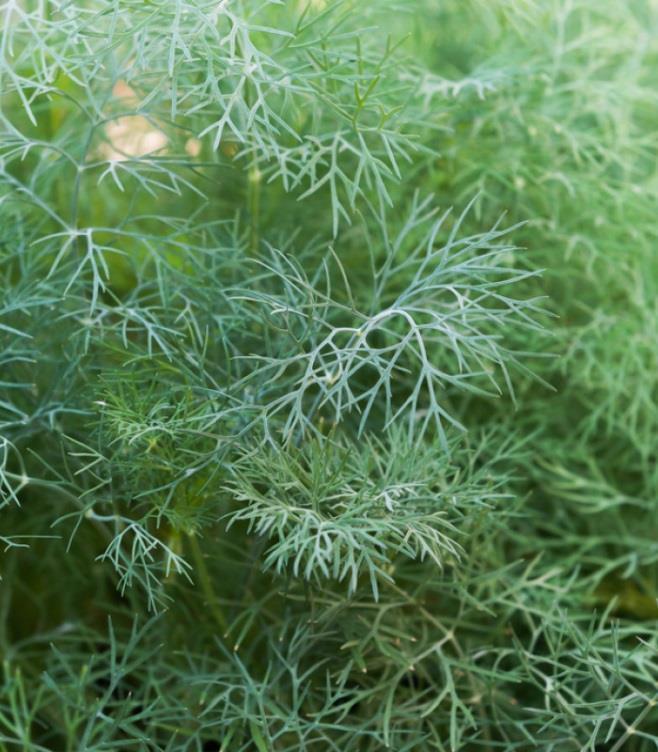 KOPR VONNÝ - Anethum graveolens je vhodný především pro pěstování na záhonech. Jedná se o vysoce výnosnou modro-zelenou odrůdu kopru odolnou vůči nemocem.