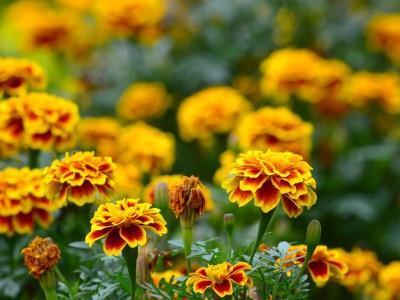 AFRIKÁN Aksamitníky (Tagates) patří do čeledi hvězdnicovitých (Asteraceae) a byť jim u nás říkáme afrikány, z Afriky nepochází, nýbrž z Mexika.