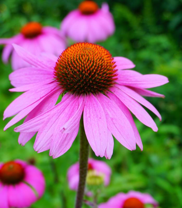 ECHINACEA TŘAPATKA - rozebráno Třapatka nachová je mohutnou trsnatou trvalkou s léčivými účinky, která se skvěle hodí do trvalkových záhonů. Rostlina je vhodná nejenom k řezu, ale i k sušení.
