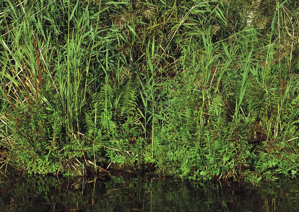Obr. 271. Thelypterido palustris-phragmitetum australis. Rákosina s kapradiníkem bažinným (Thelypteris palustris) u Soběslavi na Táborsku. (J. Rydlo jun. 2007.) Fig. 271. A Phragmites australis marsh with Thelypteris palustris near Soběslav, Tábor district, southern Bohemia.