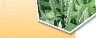 Next- rozsah použití přípravku next Účel použití pšenice ozimá zvýšení odolnosti proti poléhání 0,4 l/ha 200-400 l/ha BBCH 30-39 ječmen ozimý zvýšení odolnosti proti poléhání 0,8 l/ha 200-400 l/ha