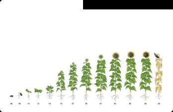 Použití přípravků v jednotlivých plodinách Cukrovka Slunečnice Quick5EC(1-2,5l/ha) Quick5EC (1-2,5l/ha) Dessicash20%SL (3l/ha) Sharpen 33EC (6l/ha) Sharpen 40SC (5l/ha) Maza4%SL (1.
