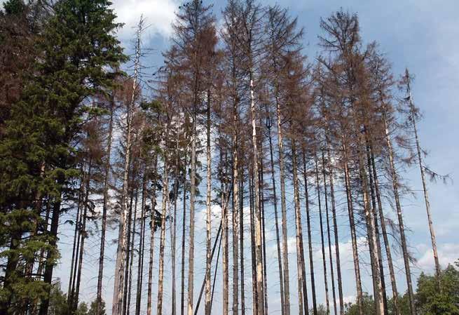 průměru v tzv. prsní výšce,3 m nad zemí; dnes v Jelmu a Libníči napadá kůrovec stromy už od - cm v průměru). Kalamita kůrovce v našich lesích (nejen zde) dostoupila nejvyšší možné fáze.