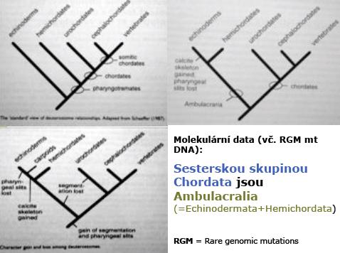 Ambulacralia= Echinodemata + Hemichordata Chordata Obratlovci, kopinatci + pláštěnci Coelom trimerní (archimerní) proto-, meso-, metacoel metamerní množství somitů, oddělených váčků Gastrulace