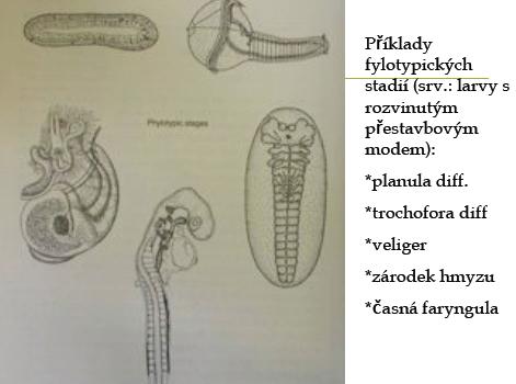 Rekapitulace neplatí obecně, ontogenetické znaky obecně však nejdůležitější u fylogenetických vztahů alespoň u vysokých taxonů a jejich rané