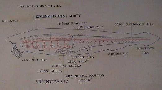 Cévní soustava není dokonale uzavřená v místě srdce (obratlovci) netepající žilný splav krev bez dýchacích pigmentů, pouze granulocyty Dýchací systém pokožka žábry endoderm.