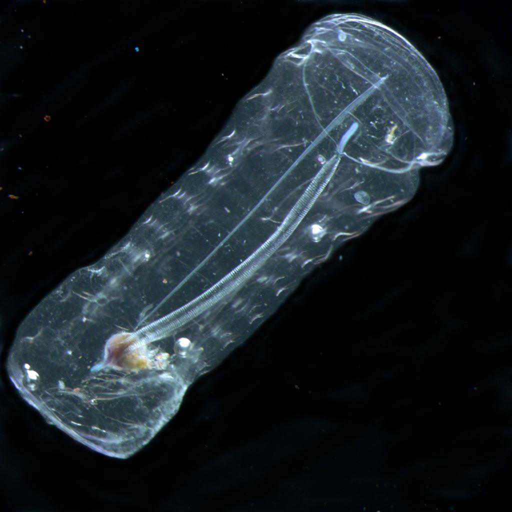 Thaliacea