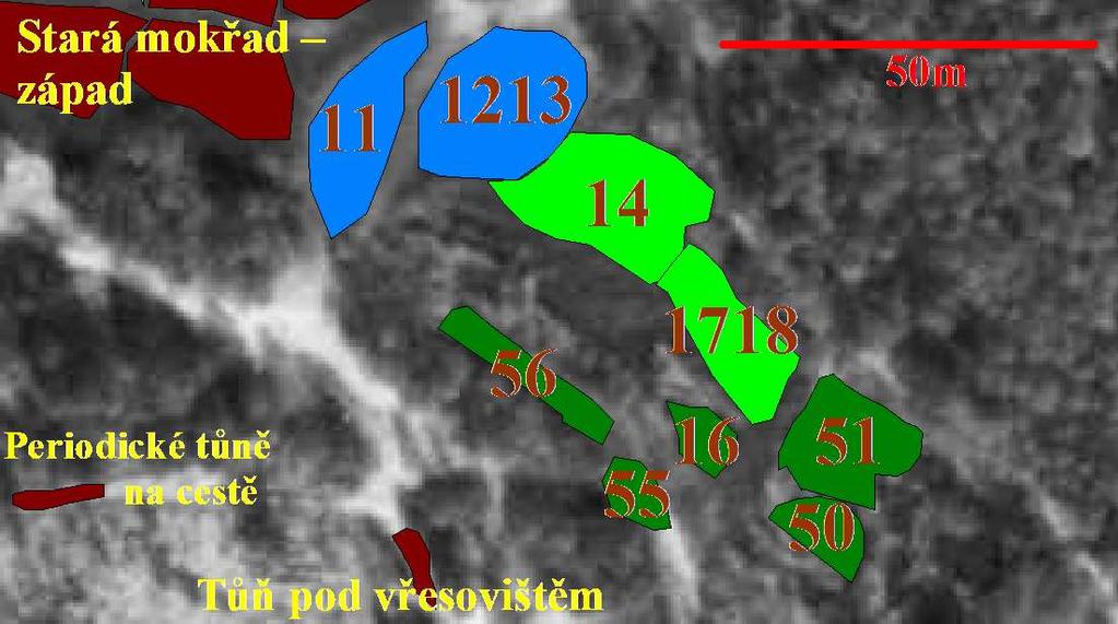 3.1.1.2. STARÝ MOKŘAD VÝCHOD Délka mokřadu je asi 1m, šířka je ale většinou jen 15 m (5 25 m). Tvoří jej jedna větší vodní plocha. Okolo ní jsou louže vysychající již v červnu či červenci.