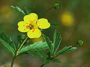 (Capsella bursa-pastoris) 20.