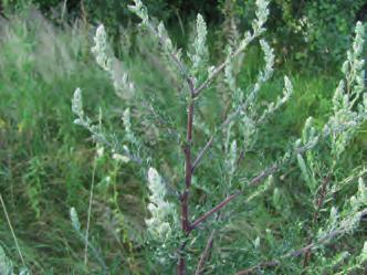 (Artemisia vulgaris)