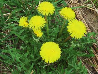 (Tussilago farfara)