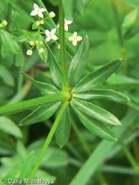 devětsil bílý (Petasites albus) 8.