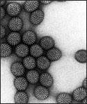 Rotavirus