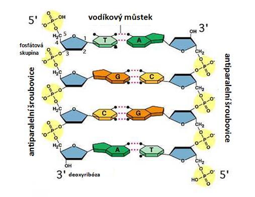 2. Deoxyribonukleová kyselina (DNA) Deoxyribonukleová kyselina, běžně označovaná zkratkou DNA, řídí a udržuje při životě celý organismus vydáváním pokynů buňce pro vytváření základních molekul